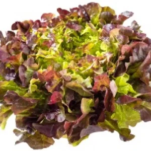 有機紅橡萵苣